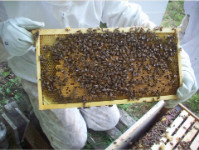 Stonyhill Honey